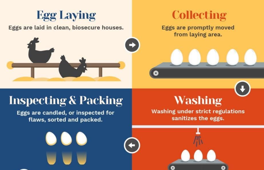 Egg Process Infographic